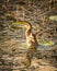One young mallard duckling swimming in lake