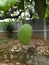 One young mango that is still unripe hanging from On the tree