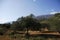 One young olive tree in cretan mountains