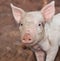 One young pig on farm portrait