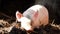 One young piglet on hay and straw at pig breeding farm. Happy pigs on pig farm. Domestic pigs. Pigs on a farm in the