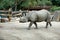 One young rhino walks the zoo
