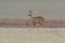 one young roebuck stands on a frozen field in winter