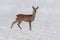 one young roebuck stands on a snowy field in winter