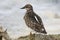 One Young Ruddy turnstone from behind