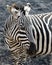 One Zebra closeup of head chewing grass in the Ngorongoro Crater in an area of control burn
