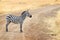 One Zebra on Dirt Road in Africa