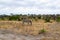 One zebra eating the yellow grazing on the savanna of Tarangire National Park, in Tanzania