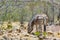 One zebra foraging in African savanna habitat in Namibia