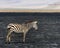 One Zebra sideview standing in the Ngorongoro Crater in an area of control burn