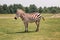 One zebra standing in savanna park on summer day. Exotic African black-and-white striped animal walking in prairie. Beauty in