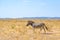 One zebra walking through natural grassland savanna, blue sky