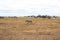 One zebra walking on the yellow grass of the savannah of Tarangire National Park, in Tanzania