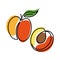 Oneline apricots.Trendy monoline,continuous line garden exotic fruit.Vector hand drawn illustration of healthy food
