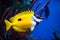 Onespot Foxface Rabbitfish Closeup in an Saltwater Aquarium