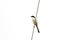 Ong-tailed Shrike bird on a wire, clean white sky day, copyspace,