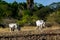 Ongole cattle - Bos taurus