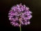 Onion allium with a beautiful spherical flower of purple color