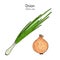 Onion allium cepa , kitchen and medicinal plant