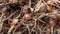 Onion, Allium, crop, harvested and drying