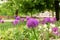 Onion blossoms, purple flowers in the flowerbed