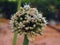 Onion bolting, Flowering or bolting onions setting seed, onion blooming heads on the vegetable garden in summer , onion flower