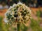 Onion bolting, Flowering or bolting onions setting seed, onion blooming heads on the vegetable garden in summer , onion flower