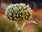 Onion bolting, Flowering or bolting onions setting seed, onion blooming heads on the vegetable garden in summer , onion flower