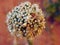 Onion bolting, Flowering or bolting onions setting seed, onion blooming heads on the vegetable garden in summer , onion flower