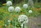 Onion bolting with white bee flowers, onion blooming heads on the vegetable garden in summer