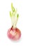 Onion bulb growing with shoots