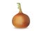 Onion bulb. Isolated image. Realistic style.
