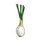 Onion bulb vegetable root isolated sketch