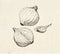 Onion bulb vintage drawing