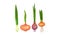 Onion Bulbs with Stalk as Cultivated Vegetable as Savory Dish Ingredient Vector Set