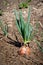 Onion crop in the garden