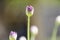 Onion decorative, bud close-up