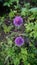 Onion decorative with globulin mauve flowers against the green