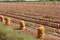 Onion field