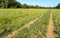 Onion field with kinked foliage