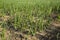 Onion field, maturing at spring. Agricultural landscape.