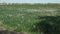 An onion field in Uzbekistan