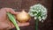 Onion flower. blooming onion, alliums. Green onion. life cycle of onions. Stages of onion development. white onion flowers stalk,