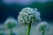 Onion flower Blooming onions, alliums. Green onions. Life cycle of onion. Stages of onion development. White onions are in bloom