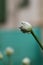 Onion flower bud Allium cepa with a water droop