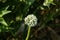 The onion flower or bulb flower globular umbel of white flowers