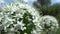 Onion flower close up in the breeze