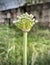 Onion Flower in a grassland in West Bengal India