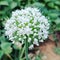 Onion flower  image hd baground gardening