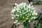 Onion flower. white onion flowers stalk, flowering onions, or alliums in the summer garden. Green onion. Traditional ingredients f